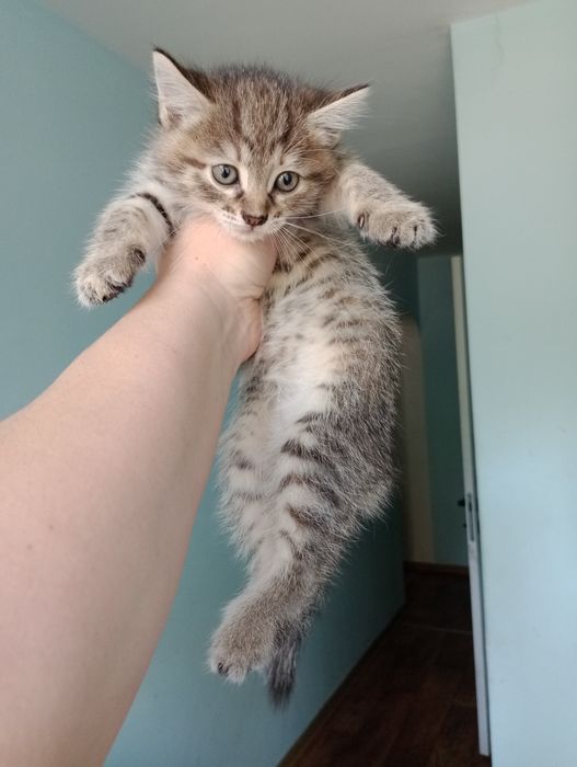 Котята продам...