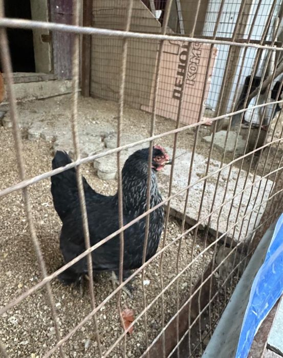 Ассалаумағалейкум