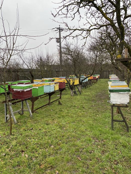 Familii de albine de vanzare