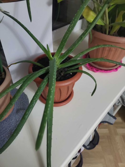 Продам  Алое Вера 3-ёх летний
