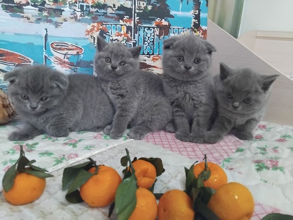 Продажа шотландских котят