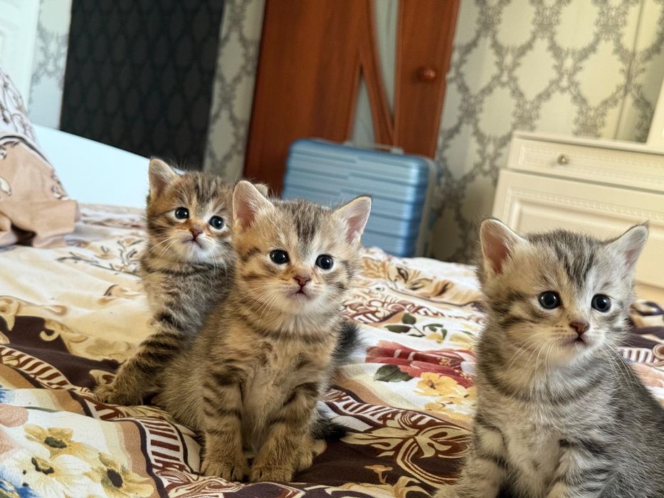 Британские прямоухие котята