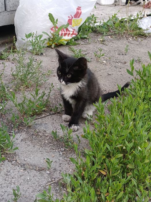 Отдам котят и маму кошку