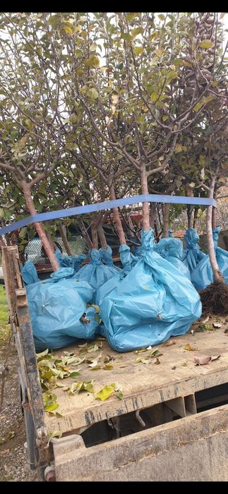 Pomi fructiferi direct pe rod