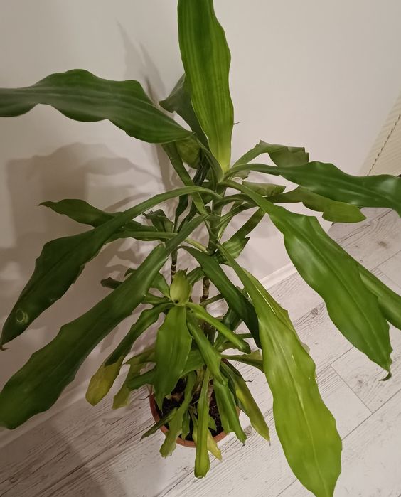 Драцени маргината и драцена фрагранс 100-120см