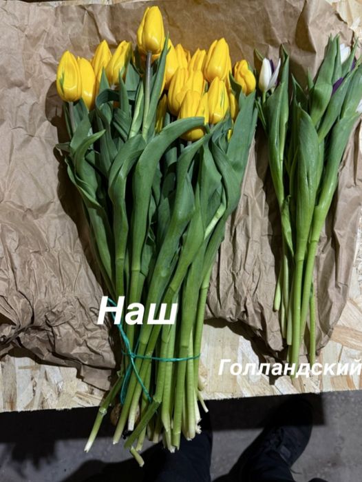 Тюльпаны цветы на 8 марта