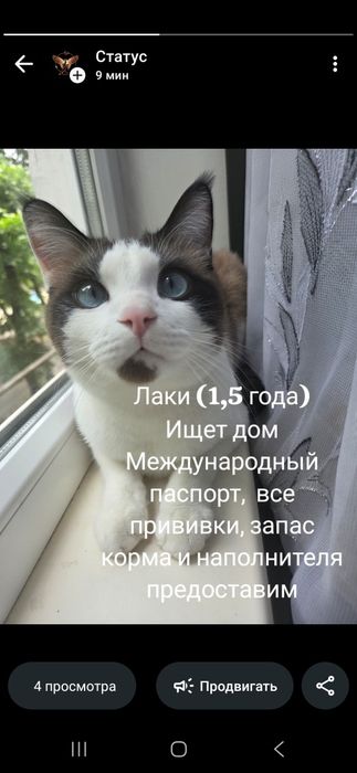Котик Лаки ищет дом