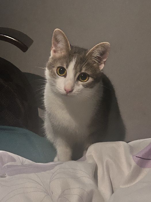 Dau pisica adoptie