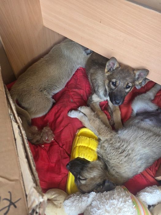 Отдам щенков бесплатно