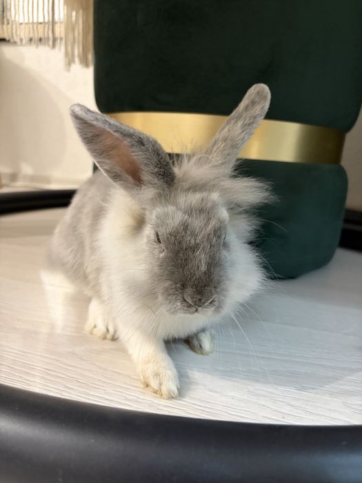 Donez/Adoptie iepuras Cap de Leu