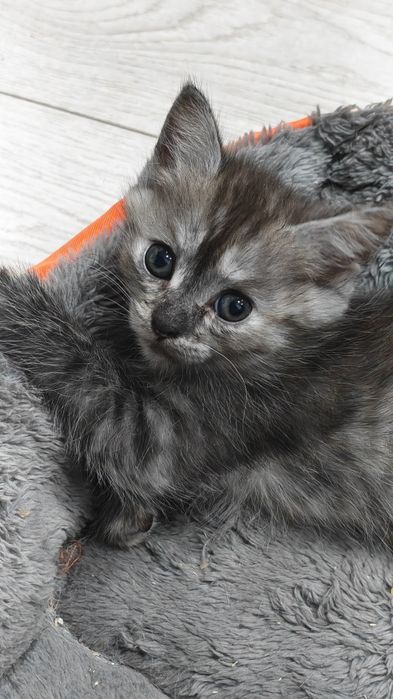 Котята, 2 месяца, домашние