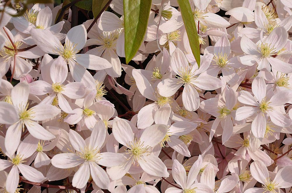 Клематис - Вечнозелен Цвят - Бял И розов