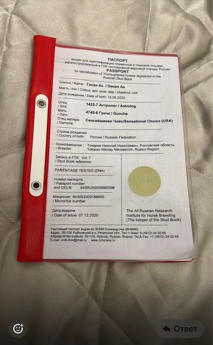 Продай айғыр. 6 жасар. Жеребец