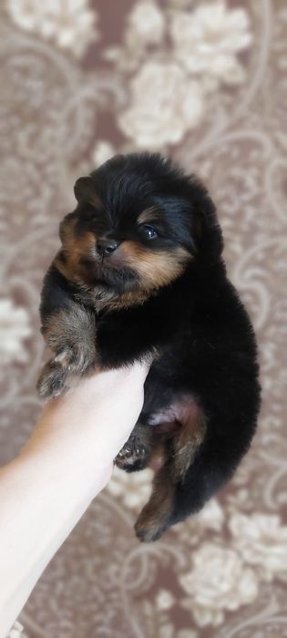 Шпицы черно подпалый окрас