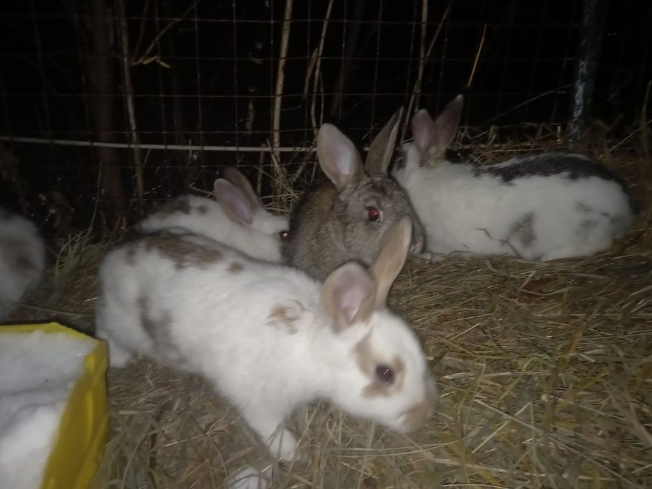 Продам кроликов разного возраста
