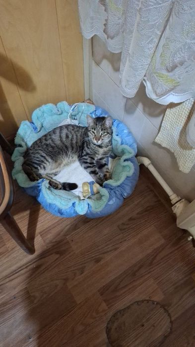 Отдам даром кошку