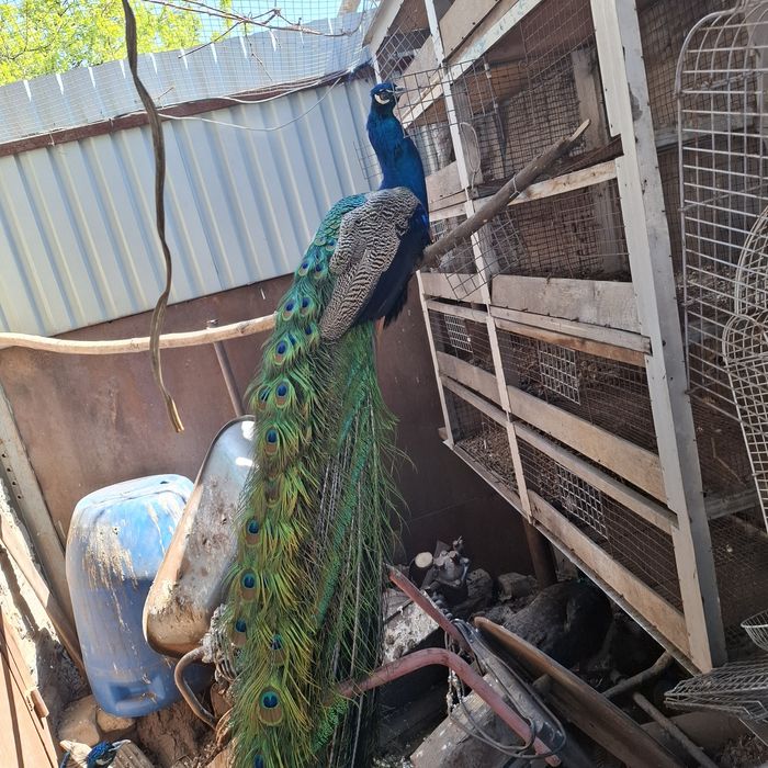 Продам шикарного павлина!