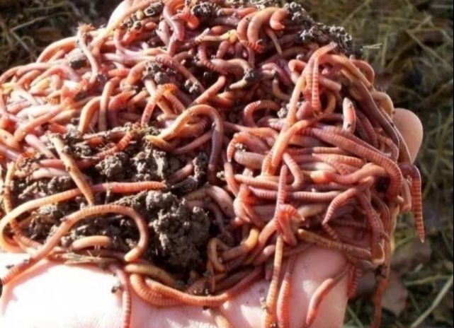 Калифорня кызыл шербй