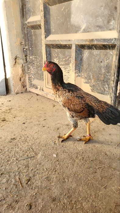 О шамо товук 3 йиллик