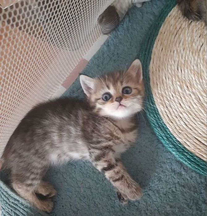 Котята мальчики и девочки, пямоушки и веслоушки