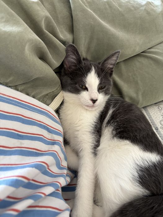 котёнок ищет себе домик