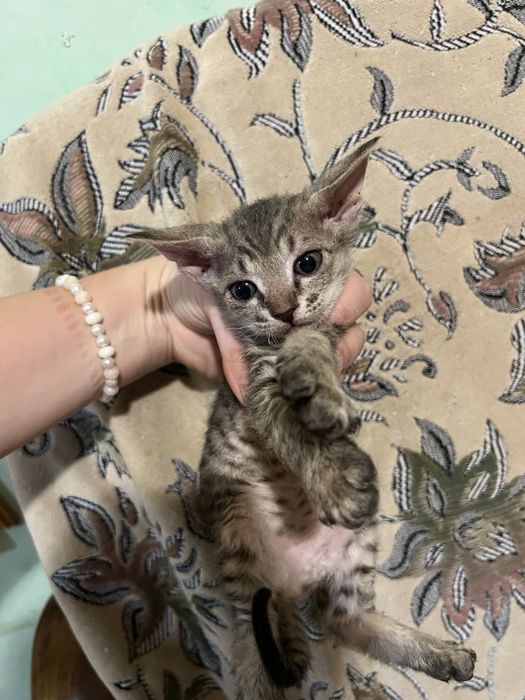 Котята девочки сфинкса