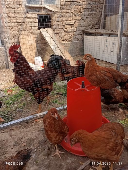 Цыплята корейская несушка (Хан-Хяп)