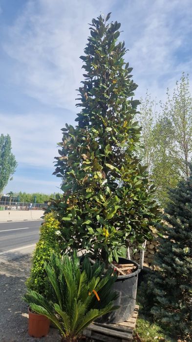 Plante ornamentale