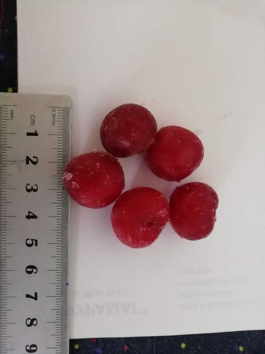 Саженцы крупной вишни