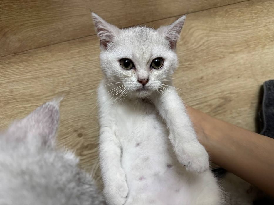 Mushuk sotiladi, Кошка, Cat