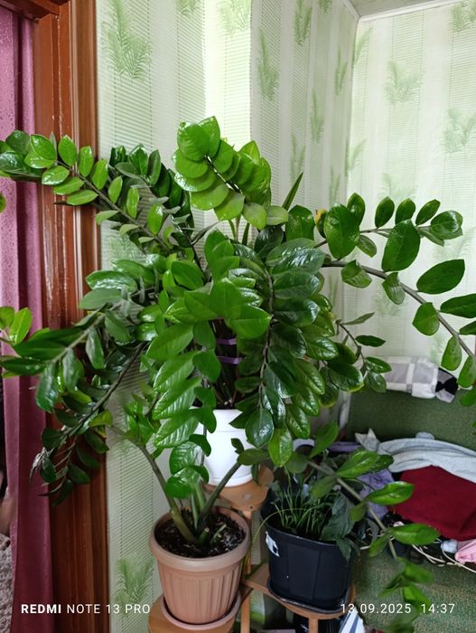 Продам комнатные цветы