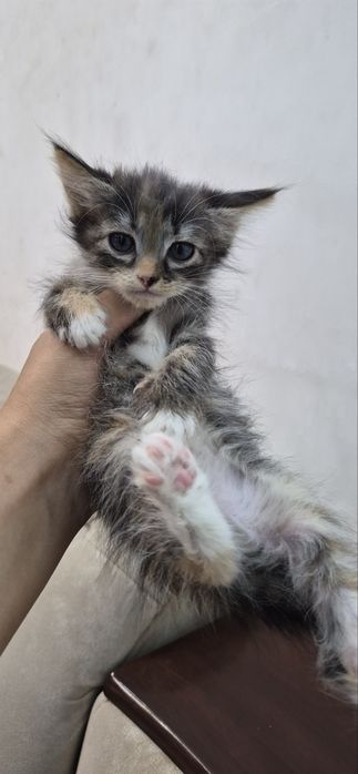 Котята 2,5 месяца отдам в добрые руки