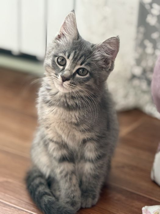 Серенькая милашка котенок 2,5 мес