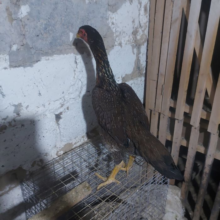 Корейц хинт 1.5 год крупный