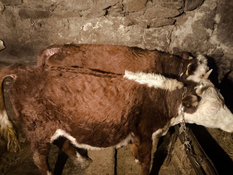 Продам тёлок  по 2 года