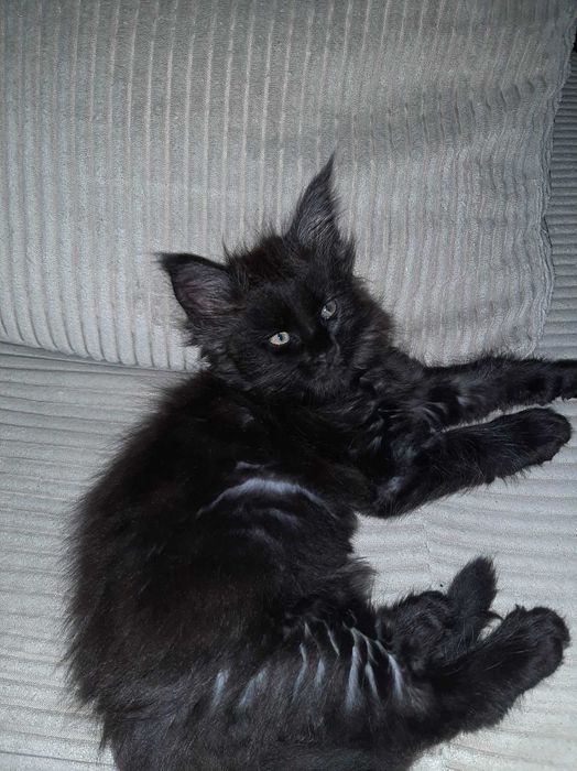 Мейн куун котенца