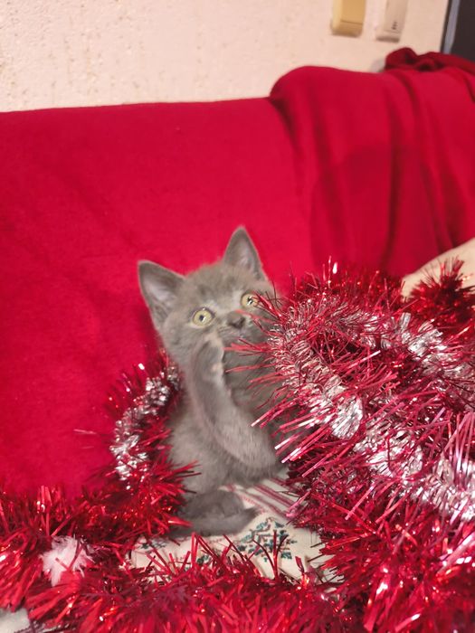 British short hair blue