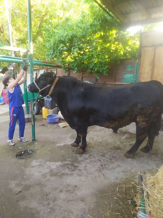 Assalomu aleykum qurbonlik ucun xalol pokiza  boqilgan mol qoylarimiza