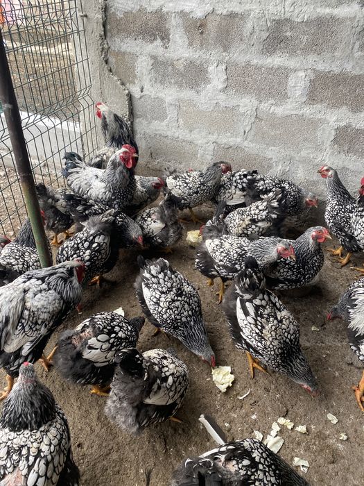 Продавам оплодени яйца от голям елитен Виандот.