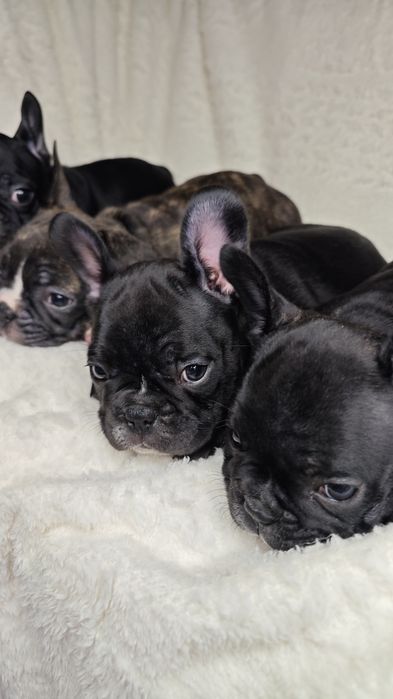 Щенки французского бульдога