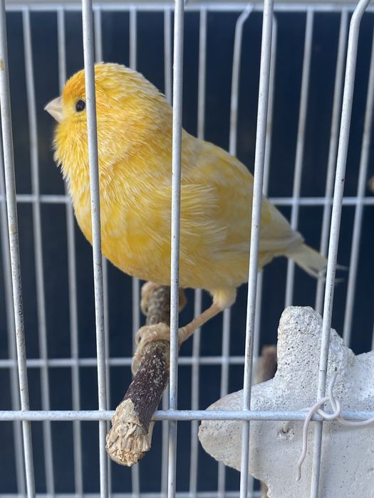 Продам канареек срочно