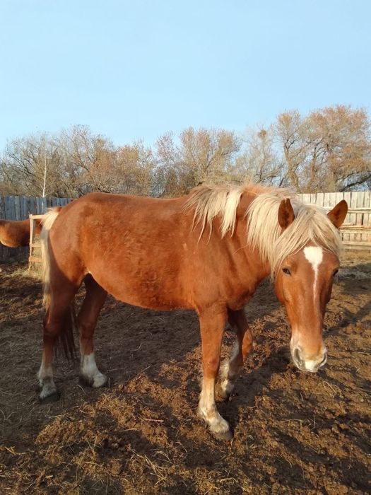 Продам кобылу лошадь