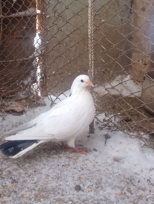 Кептер сатылады.