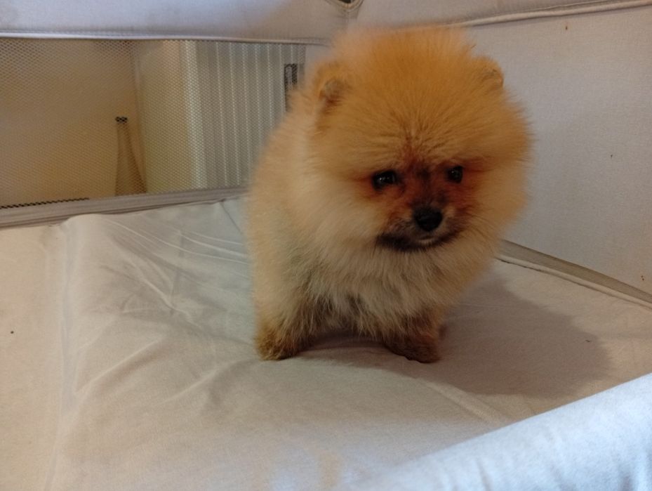 Pomeranian  superbi