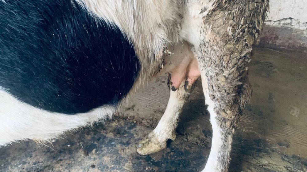 Бордакы семиз сауын сиыр сатылады