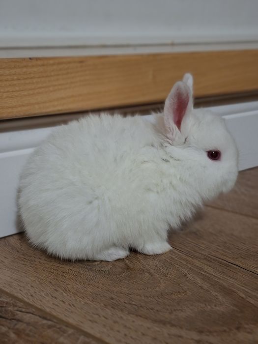 Iepurasi albi cap de leu