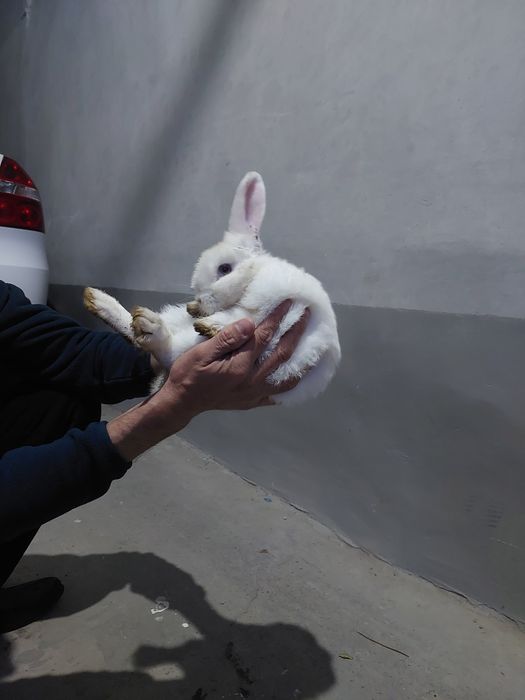 quyon bolasi sotiladi qo‘lga o‘rgangan