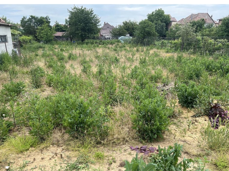 Vând teren intravilan central in Nazna.     Informatii la telefon