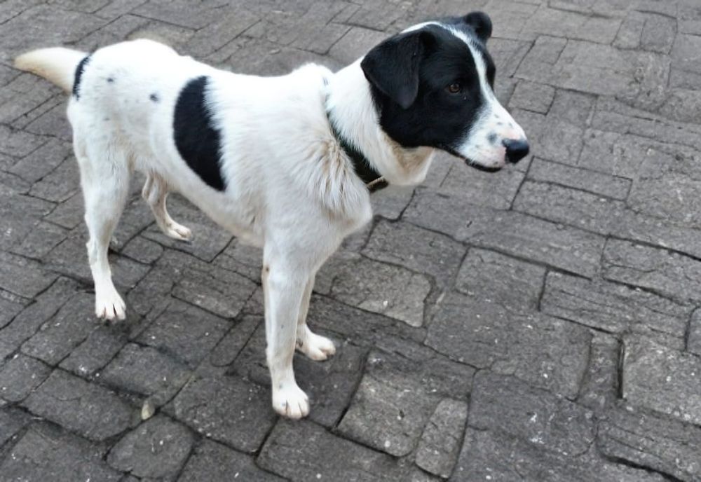 Собака помесь с алабаем ищет дом!