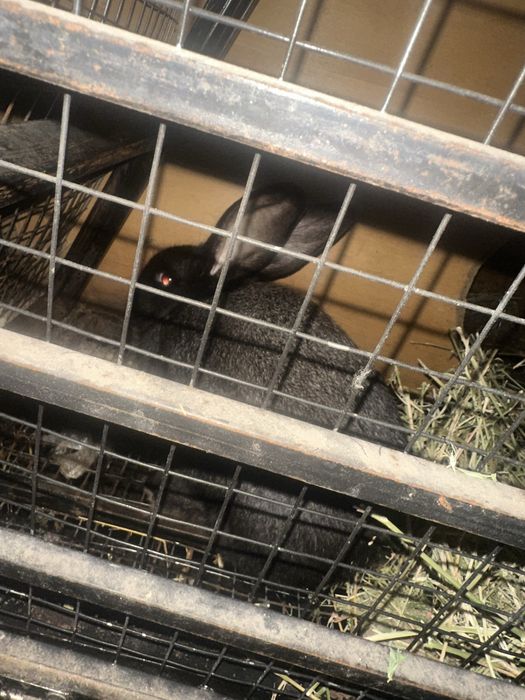 Кролики Черный серый